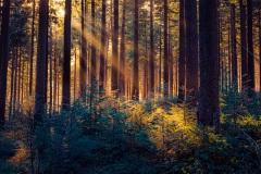 Nebel im Wald am Geiersnest