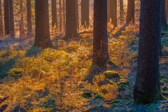 Nebel im Wald am Geiersnest