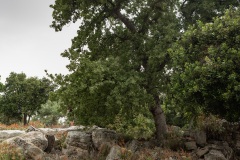 Bäume auf Felsen bei Gallos