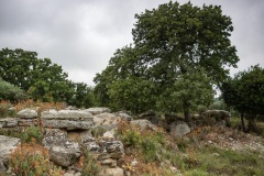 Bäume auf Felsen bei Gallos