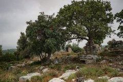 Bäume auf Felsen bei Gallos