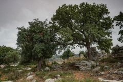 Bäume auf Felsen bei Gallos