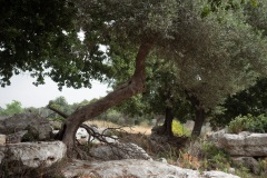 Bäume auf Felsen bei Gallos