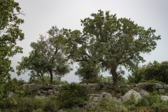 Bäume auf Felsen bei Gallos