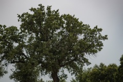 Bäume auf Felsen bei Gallos