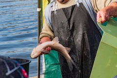 Auf dem Markt am Naplavka Kai