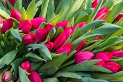 Auf dem Markt am Naplavka Kai