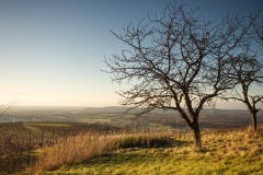 Sonnenuntergang auf dem Ebringer Bohl