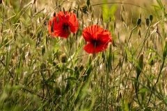 Morgens oberhalb der Villa Di Graziella