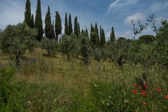 In den Hügeln um San Giovanni D'Asso