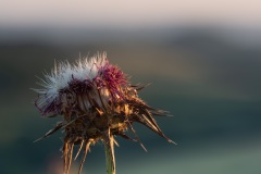 Distel in der Abendsonne