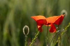 Mohn im Gegenlcht