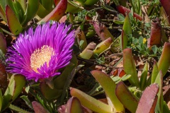 Blumen an der Steilküste von Porto Covo