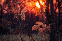 Sonnenuntergang am Wasserwehr bei Wolfenweiler