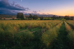 Sonnenuntergang über Spargelfeldern