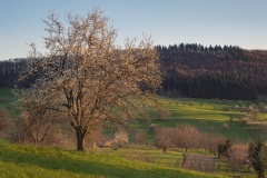 Sonnenuntergang in den Hügeln um Obereggenen