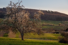 Sonnenuntergang in den Hügeln um Obereggenen