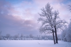 Wintermorgen in Schallstadt